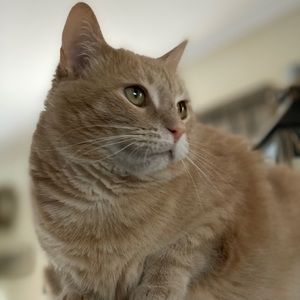 Meet your Posher, Antonio